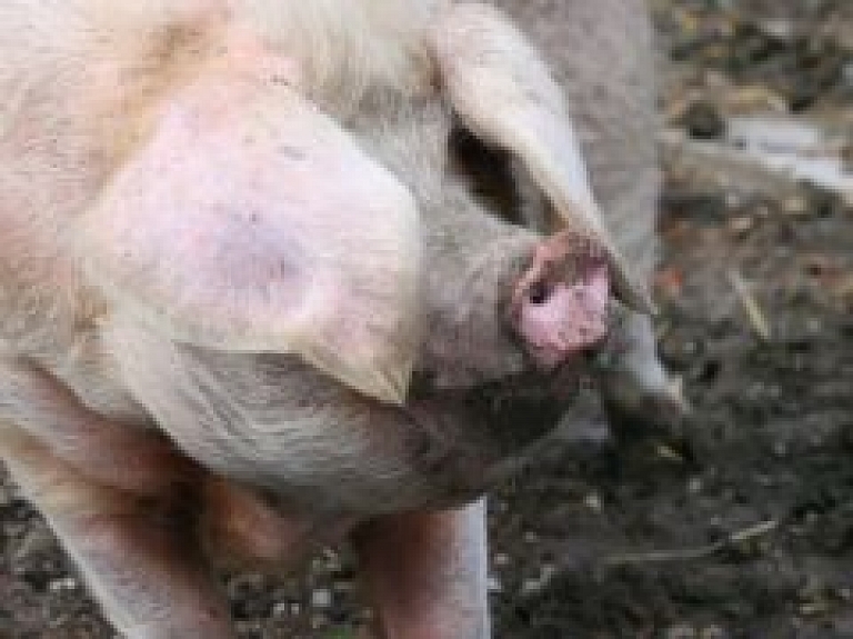 Atceļ cūku mēra karantīnu Dubnas pagastā