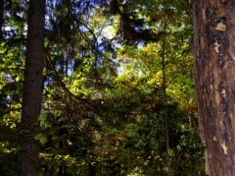 Dagdas novadā notiks seminārs par osi un to vērtībām