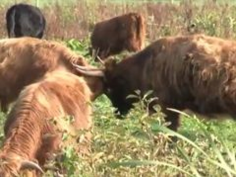 Dvietes palienes parkā ganāmpulks palielinās (video)