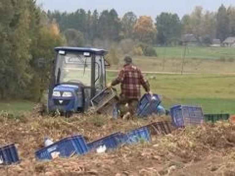 Bērzgalē redz perspektīvas cietes kartupeļu audzēšanai (video)