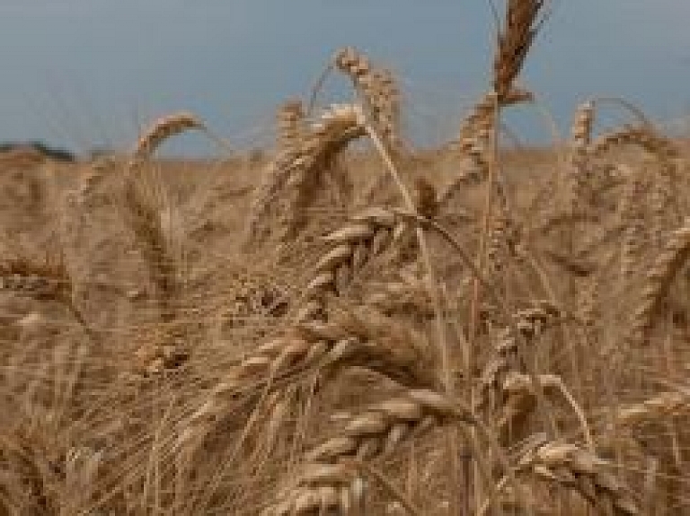 Visā Latvijā sākas graudu masveida novākšana