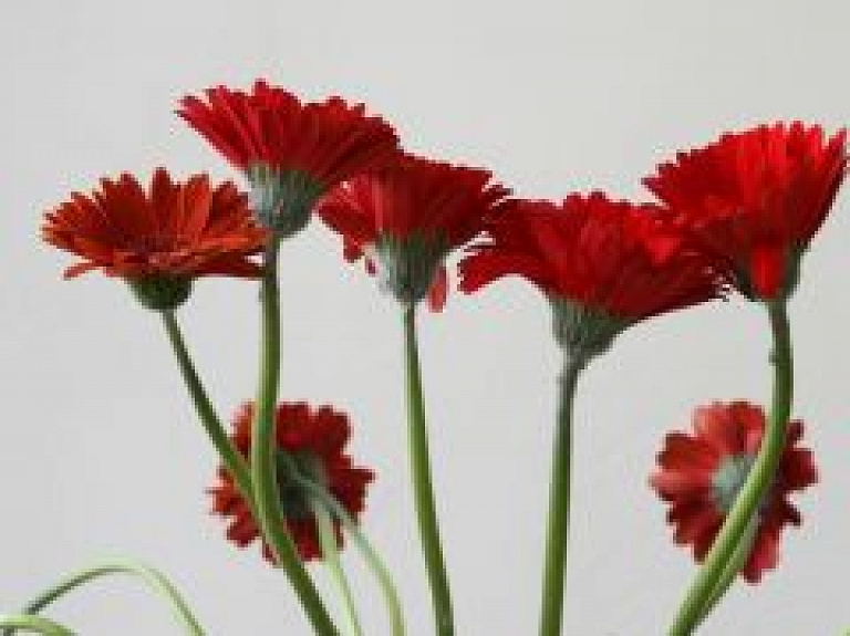 Gaida pieteikumus konkursam "Baltinavas novada Gada cilvēks"