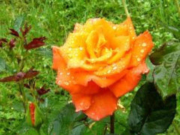 Šonedēļ Viļakā svinēs novada svētkus