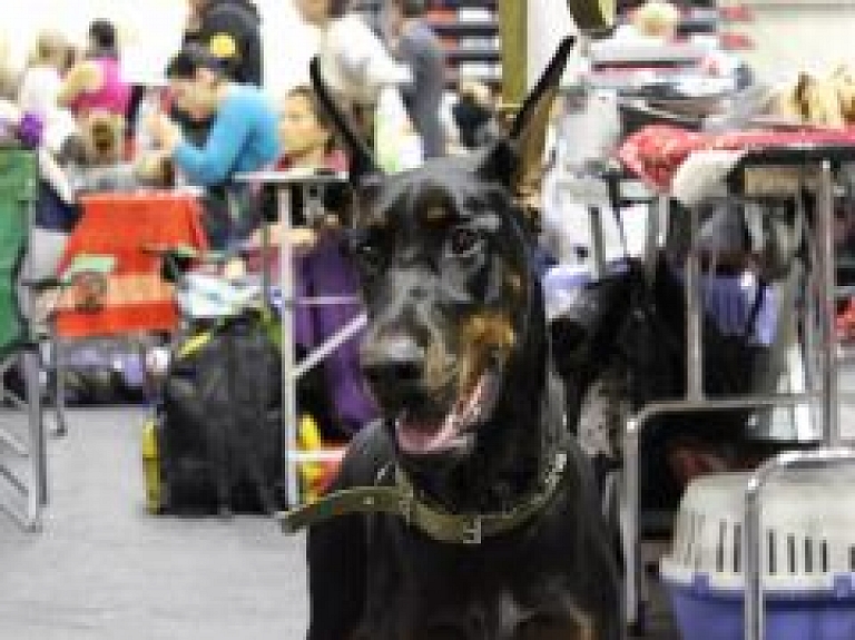 Nedēļas nogalē Ādažos būs apskatāmi vairāk nekā 2000 suņu