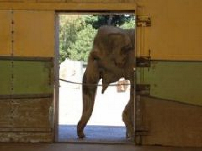 Rīgas cirkā atgriezīsies ziloņi