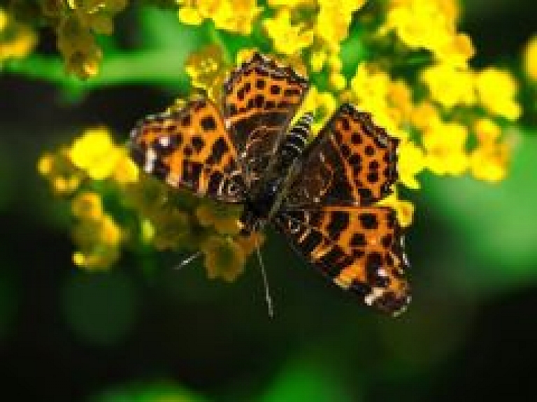 Siguldas novada senioru atpūtas vakars