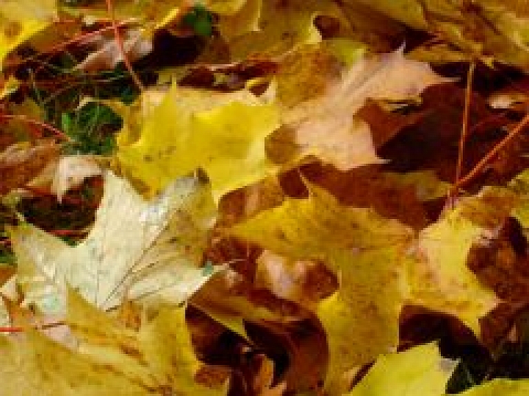 Līvānos darinās kļavu lapu cepures