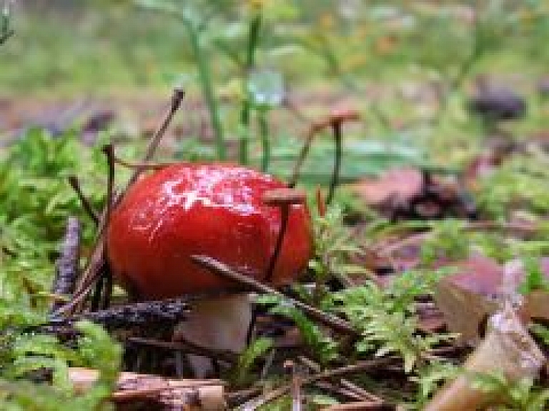 Ķemeru nacionālajā parkā norisināsies sēņu diena