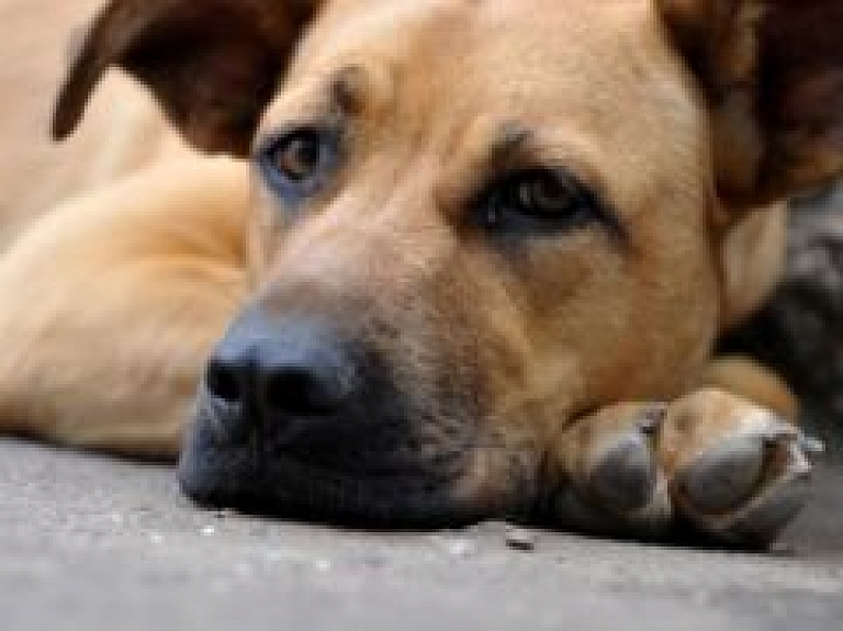 Aicina startēt konkursā "Sunim draudzīgākais gada veikums"