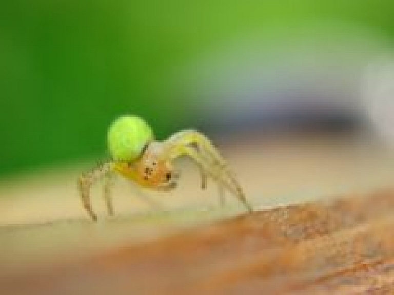 Vēl iespējams aplūkot fotoizstādi "Kukaiņi un augļaugi"