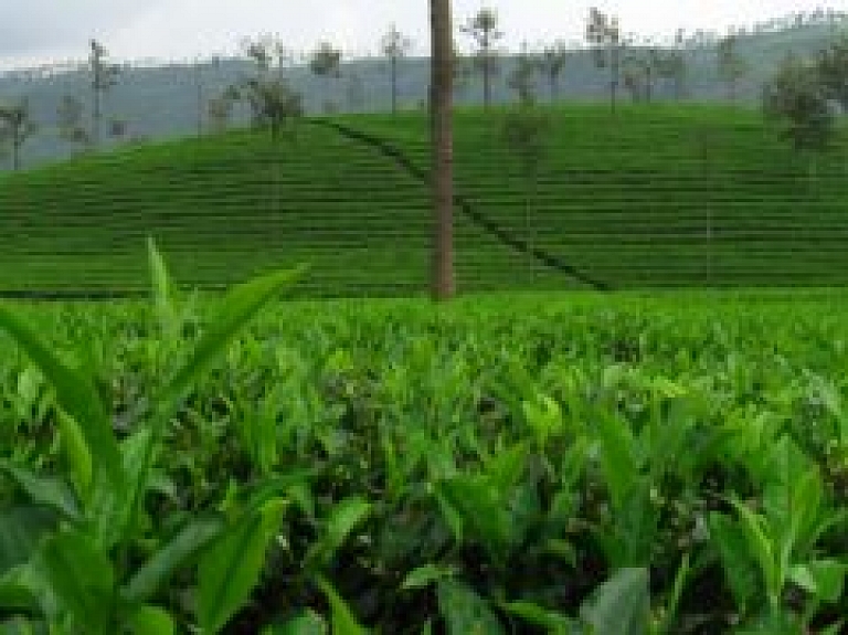 Japānas tējas ceremonijas lekcija un demonstrācija