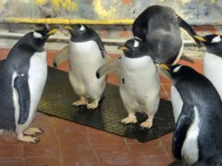 Pingvīnus Rīgas Zoo apmeklējuši jau 35 000 interesentu (video)