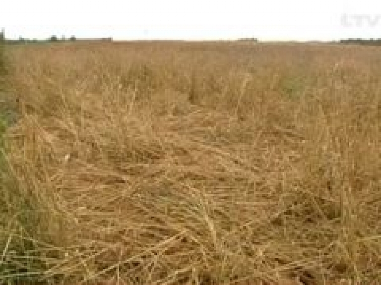 Vecpilī mežacūkas izposta zemniekiem laukus (video)