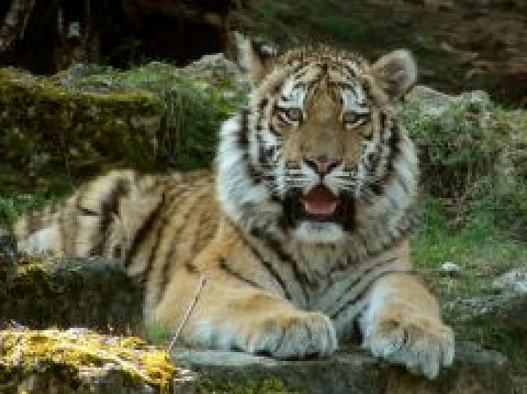 Mežaparkā aicina atklāt svītru nozīmi dzīvnieku pasaulē