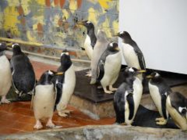 Rīgas zooloģiskajā dārzā ierodas pingvīni (galerija/video) - papildināts