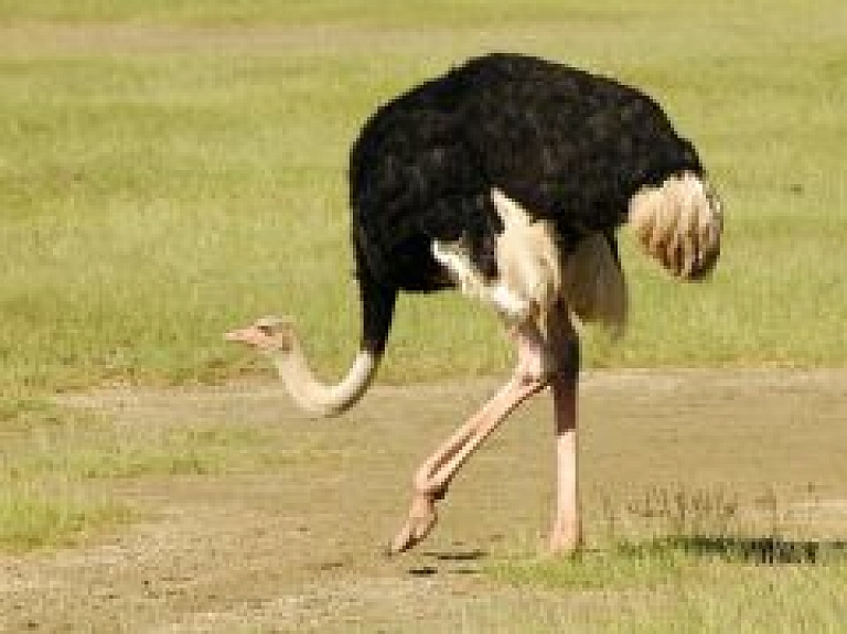 Strausu dienas Mores pagastā