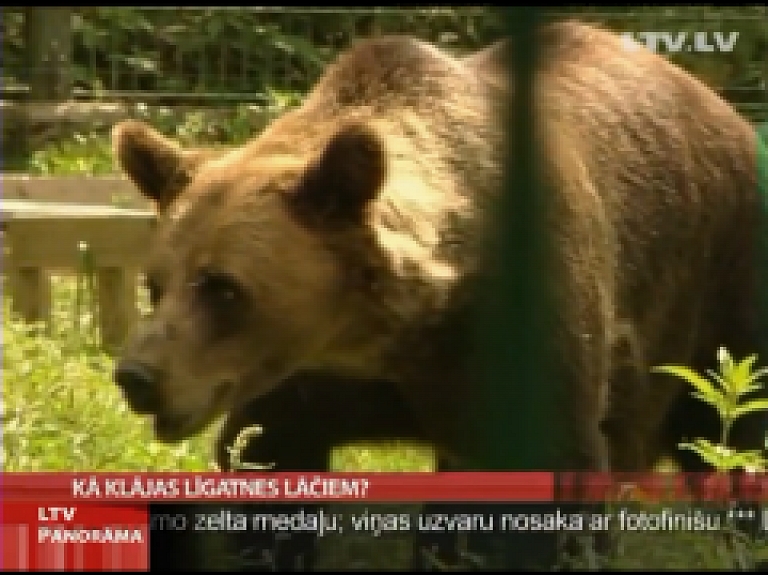 Līgatnes lāču pagaidu mājvietas lācenēm nepatīk (video)