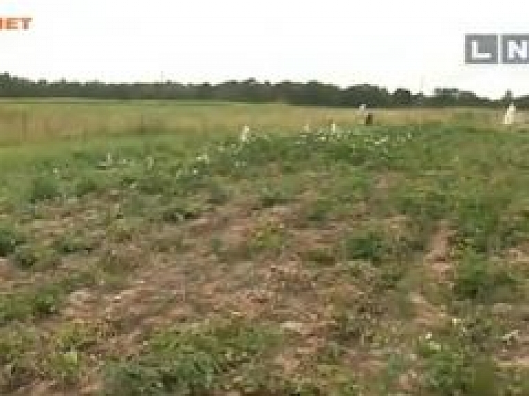 Siguldas novadā mežacūkas notiesā kartupeļu ražu (video)