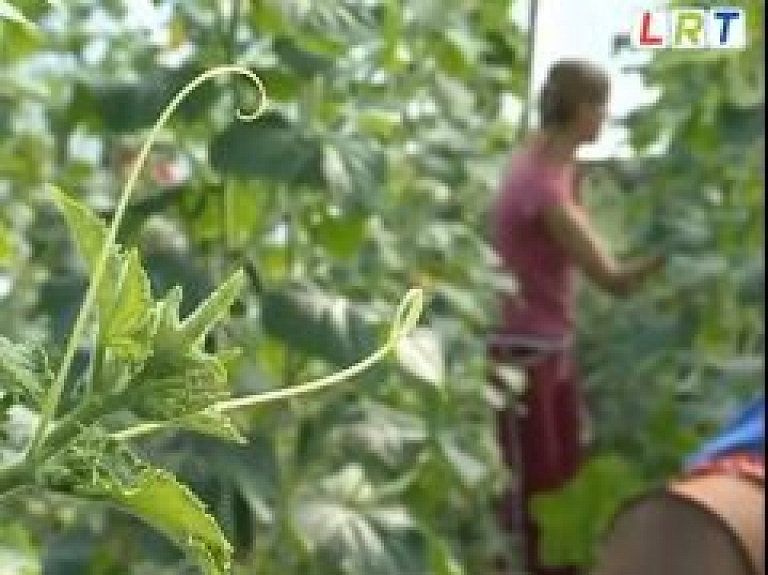 Rēzeknes novada dārzeņu audzētājiem šis būs ražas gads (video)