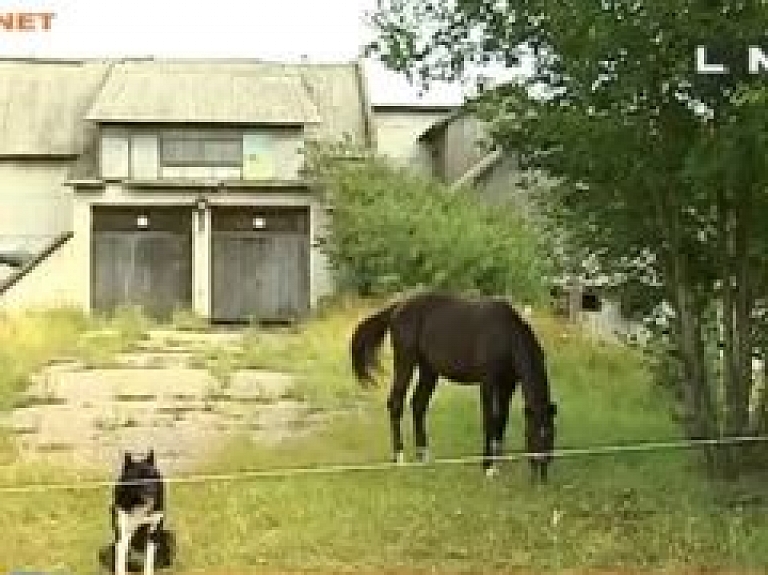 Blomē jaunietis sašāvis zirgu (video)