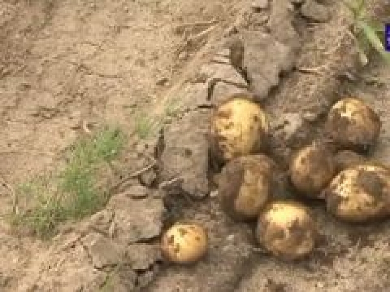 Laidzes pagastā agros kartupeļus vāc jau no jūnija (video)