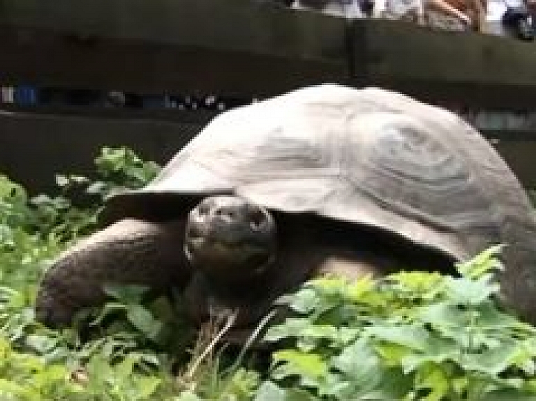 Rīgas Zoodārzā 12.reizi sver bruņurupučus (video)
