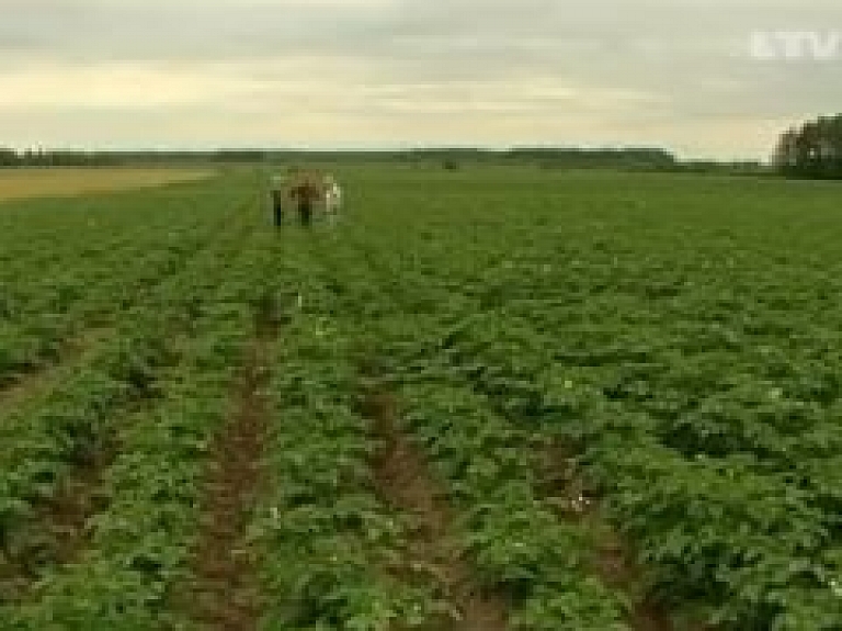 Sola labu kartupeļu ražu (video)