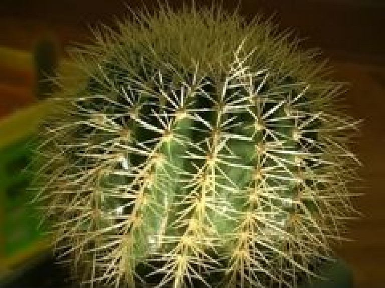 Jēkabpils pilsētas svētki sākas ar kaktusu izstādi (video)