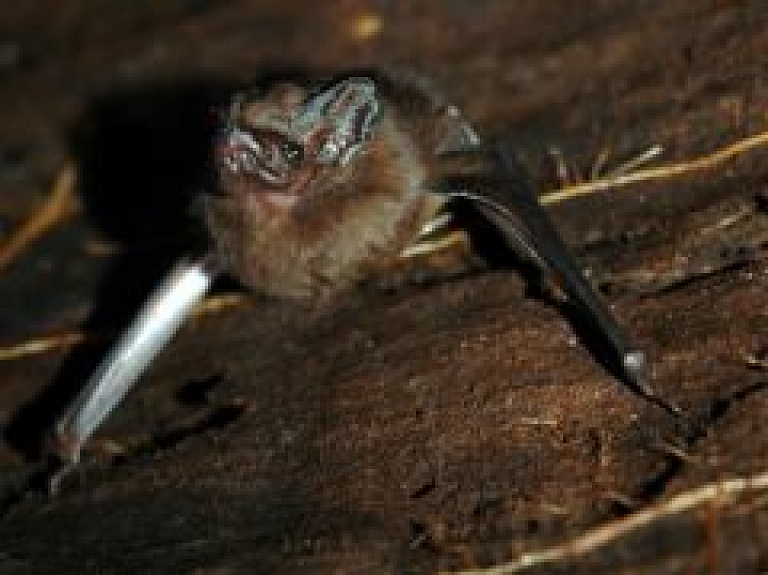 Baltinavā norisināsies sikspārņu un naktstauriņu vērošana