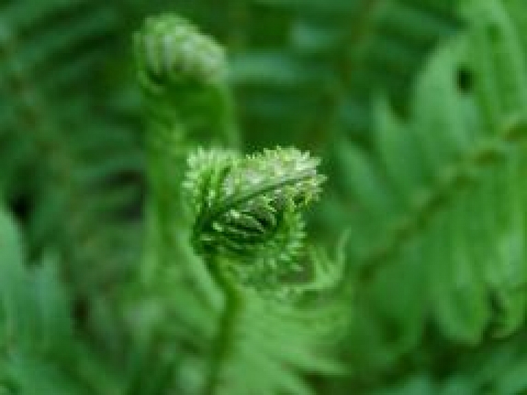 Jāņu ielīgošana Morē un Allažos