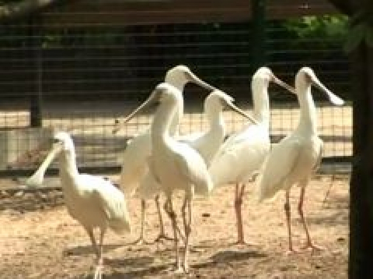 Rīgas Zooloģiskais dārzs ar pasākumu virkni atzīmē jubileju (video)