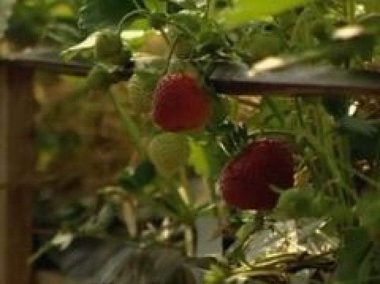 Zemnieki prognozē labu zemeņu ražu (video)