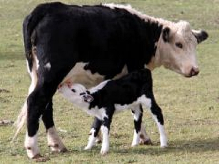 "Siguldas CMAS" apgrozījums pirmajā ceturksnī Ls 178 392, peļņa - Ls 16 237