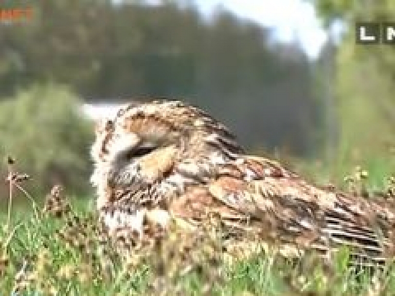 Ikšķiles pusē ģimene uz brīdi izmitina pūces mazuli (video)