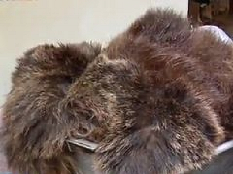 Nošautā Līgatnes lācene Made pārtaps izbāznī (video)