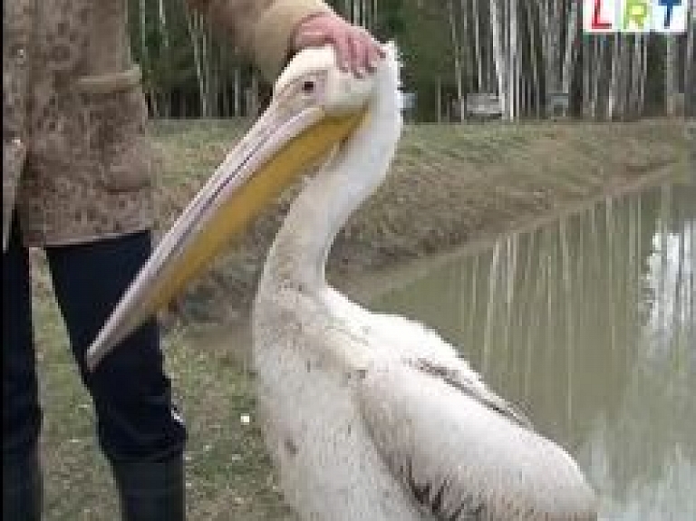 Pie Rušonas ezera apmeties rozā pelikāns (video)