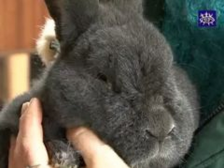 Talsu novada truši piedalās izstādēs (video)