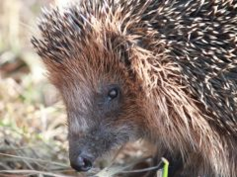 Interesantāko uzņēmumu nosaukumu vidū arī Valmieras "Ežu Tornis"