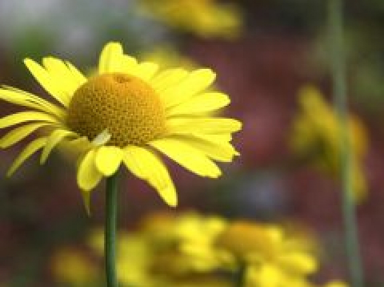 Interesantāko uzņēmumu nosaukumu vidū arī Kārsavas "Pīpenīte"