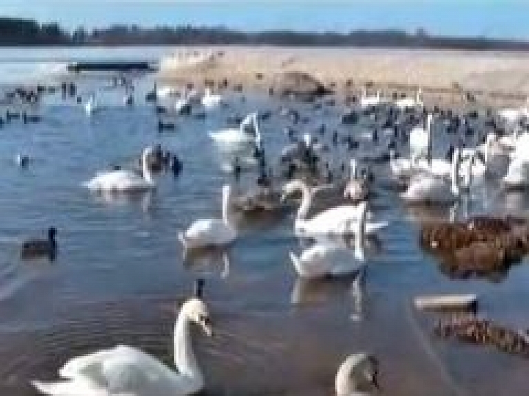 Cilvēku pamestie āķi un makšķerauklas savaino simtiem putnu (video)
