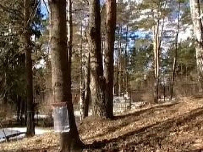 Sācies kļavu sulu laiks (video)