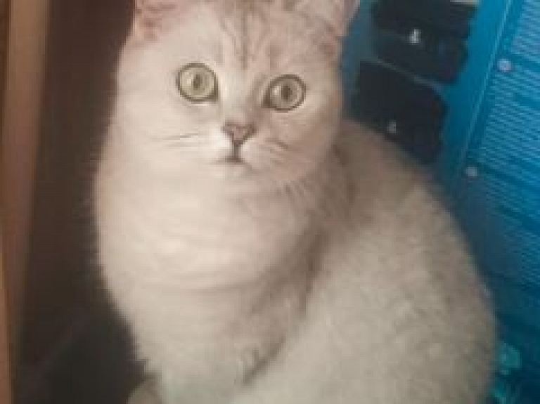 Limbažos pazudusi kaķene