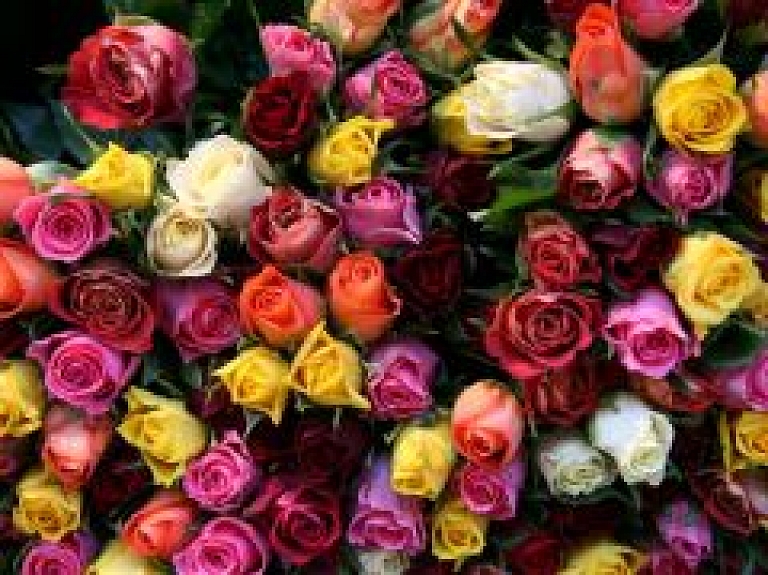 Jēkabpils dārzniecība: griezto ziedu bizness sarūk