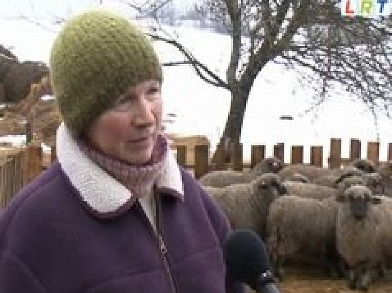 Latgalē aitu audzēšana ir perspektīva nozare (video)