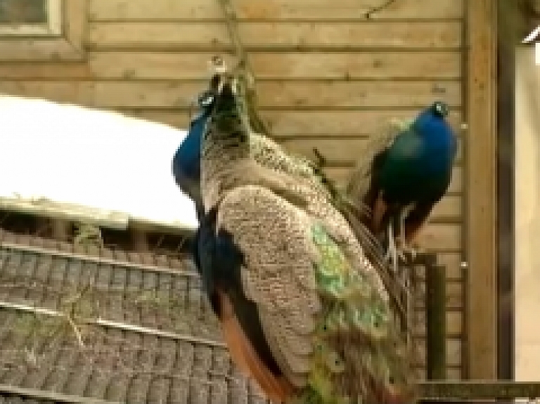 Rīgas zoodārza pāviem uzziedējušas astes (video)