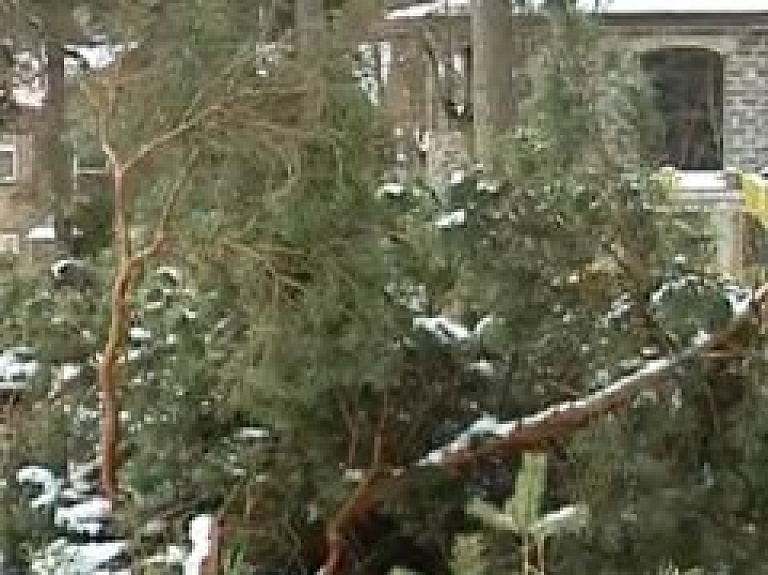 Jūrmalnieki ceļ trauksmi par izcirstām priedēm (video)