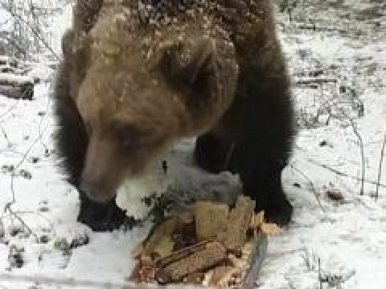 Līgatnes dabas taku lāču meitenei Ilzītei dzimšanas dienā uzdāvina gardumus (video)