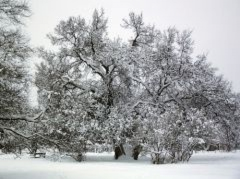 Sinoptiķi mierina: īsta ziema vēl būs (video)