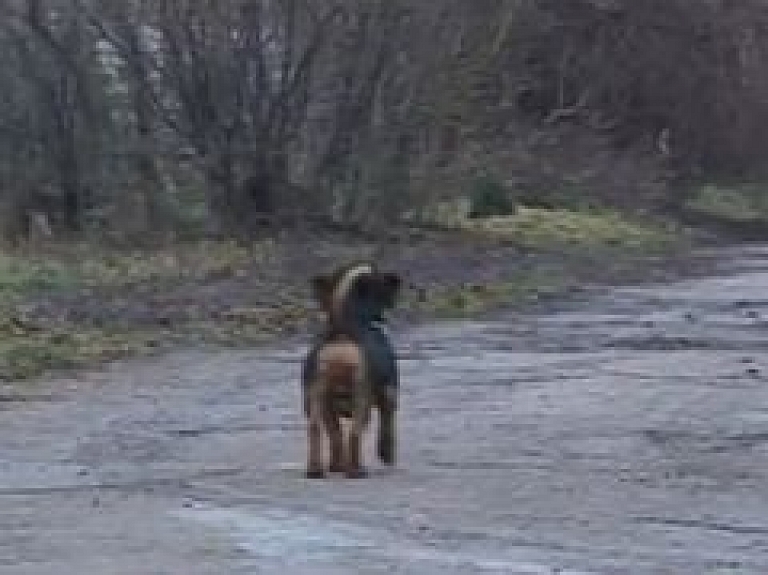Pienavā jaunietis nogalina īsā pavadā piesietu suni (video)