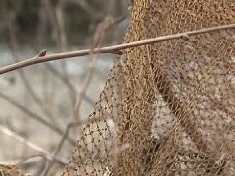 Talsu TV: laši un taimiņi, tāpat kā maluzvejnieki, nārstošanas sezonā bijuši aktīvi (video)